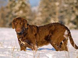 La_race_chesapeake_bay_retriever